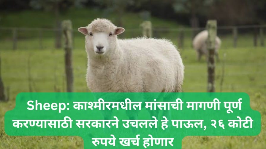 Sheep: काश्मीरमधील मांसाची मागणी पूर्ण करण्यासाठी सरकारने उचलले हे पाऊल, २६ कोटी रुपये खर्च होणार