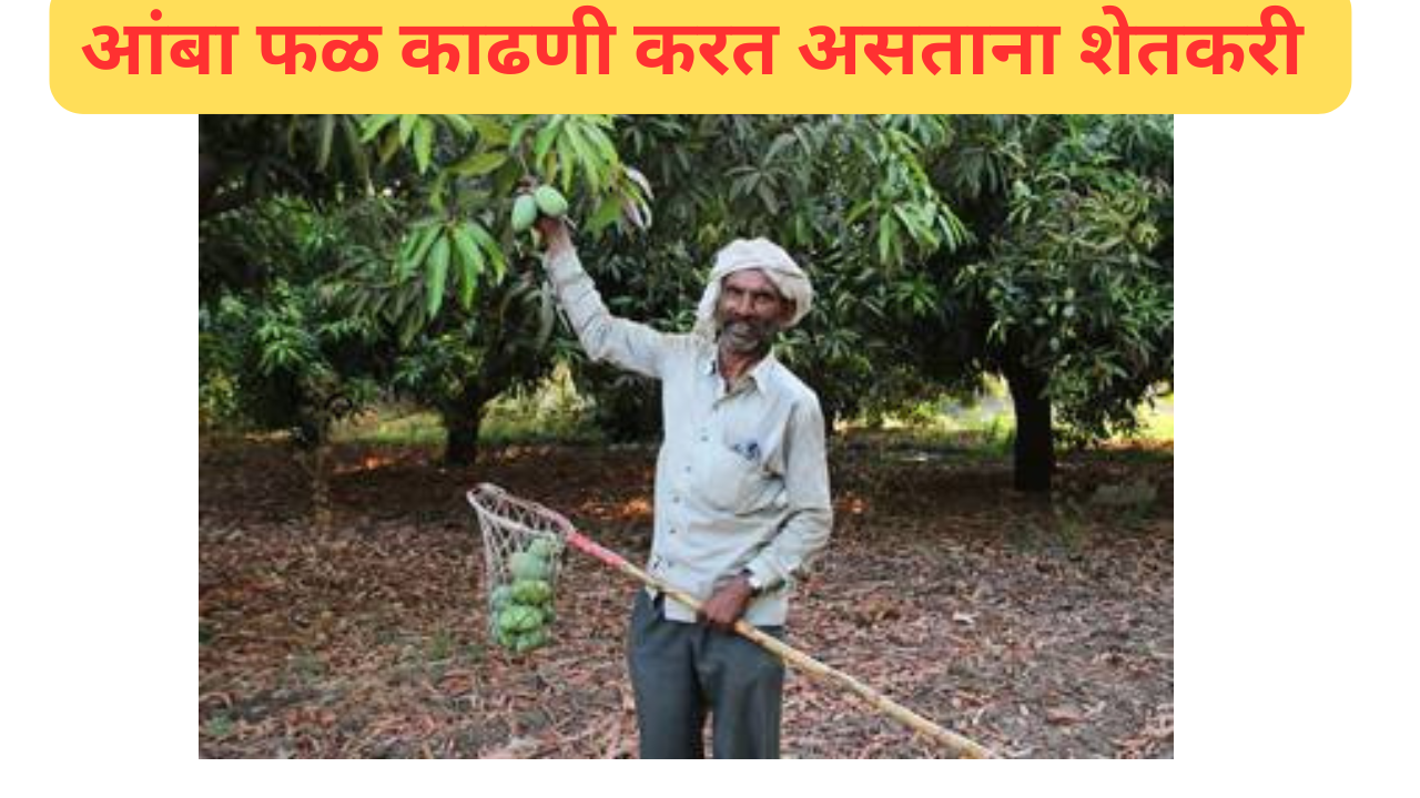 mango harvesting : आंबा फळाची काढणी करताय? मग त्याआगोदर हे वाचा आणि होणारे नुकसान टाळा. 