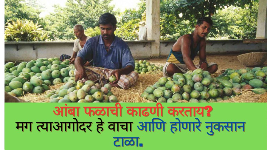 mango harvesting : आंबा फळाची काढणी करताय? मग त्याआगोदर हे वाचा आणि होणारे नुकसान टाळा.