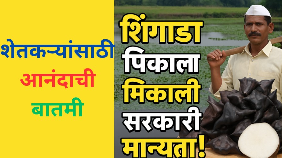 "शेतकऱ्यांसाठी आनंदाची बातमी: शिंगाडा पिकाला 2025 मध्ये मिळाली सरकारी मान्यता!"