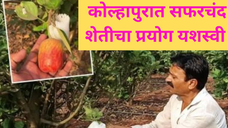 कोल्हापूरमधील शेतकऱ्याची सफरचंद शेती