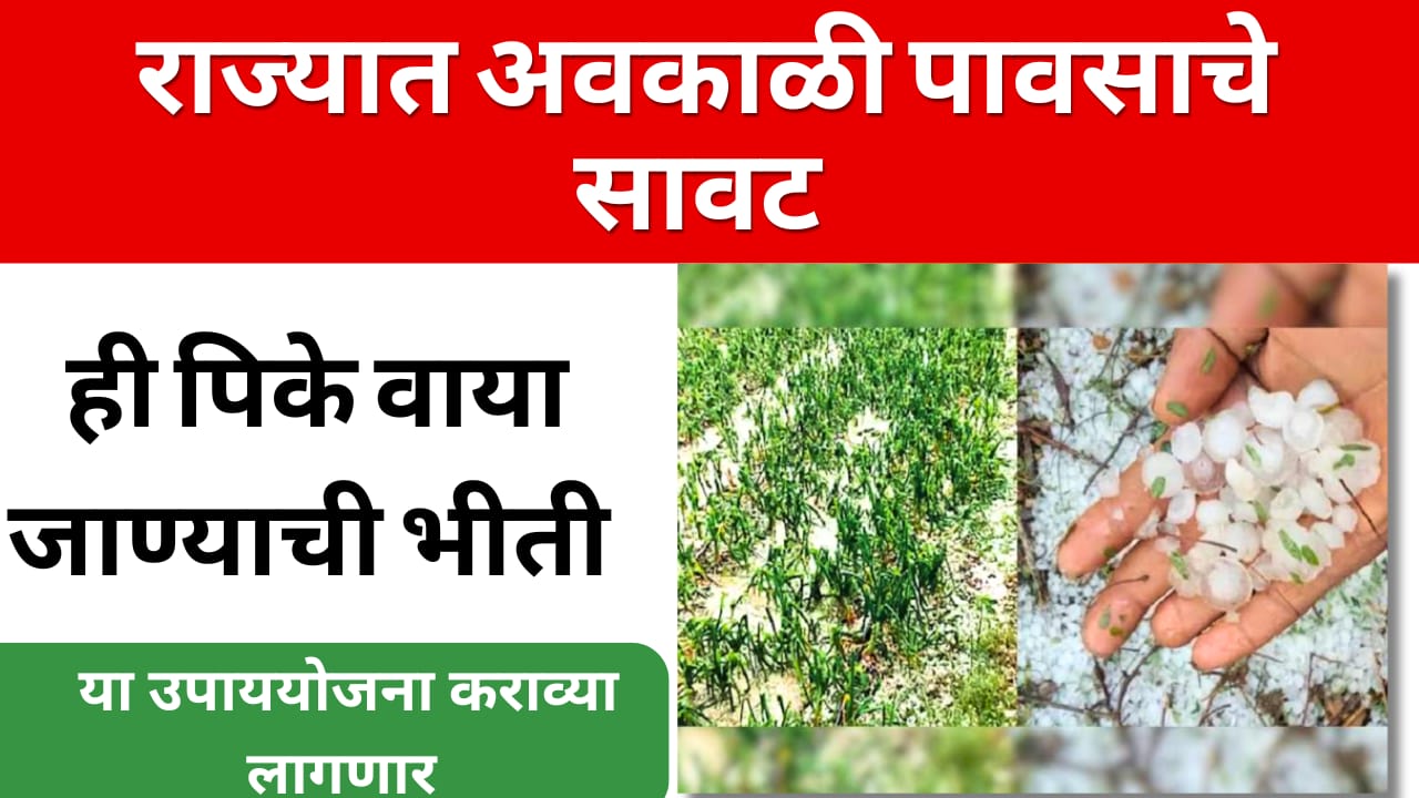 Maharashtra Rain: अवकाळी पावसाचे सावट शेतकऱ्यांना ही पिके वाया जाण्याची भीती