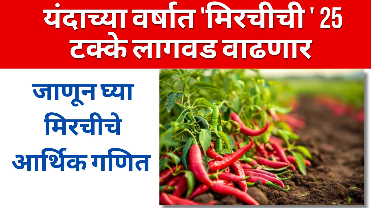 chilli cultivation: यंदाच्या वर्षात मिरचीची 25 टक्के लागवड वाढणार