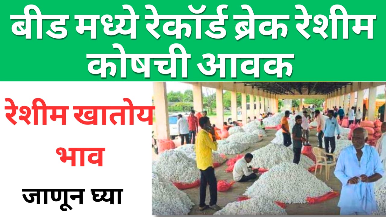 बीडमधील रेशीम कोषाची वाढती आवक: या बाजार भावाने खरेदी होतेय