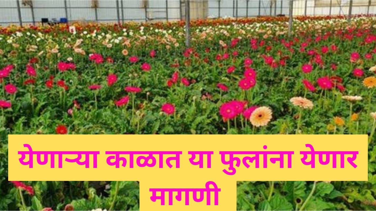 येणाऱ्या काळात या फुलांना येणार बाजारभाव