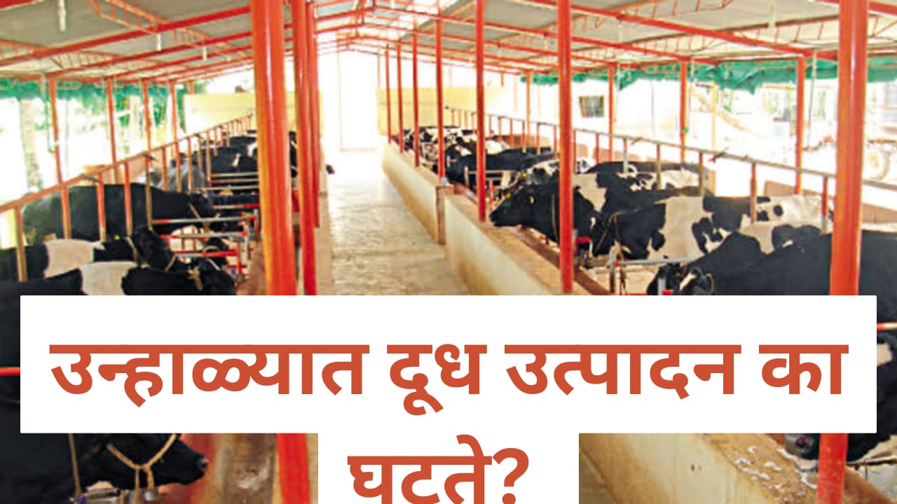 उन्हाळ्यात गाय व म्हशींचे दूध उत्पादन का घटते?