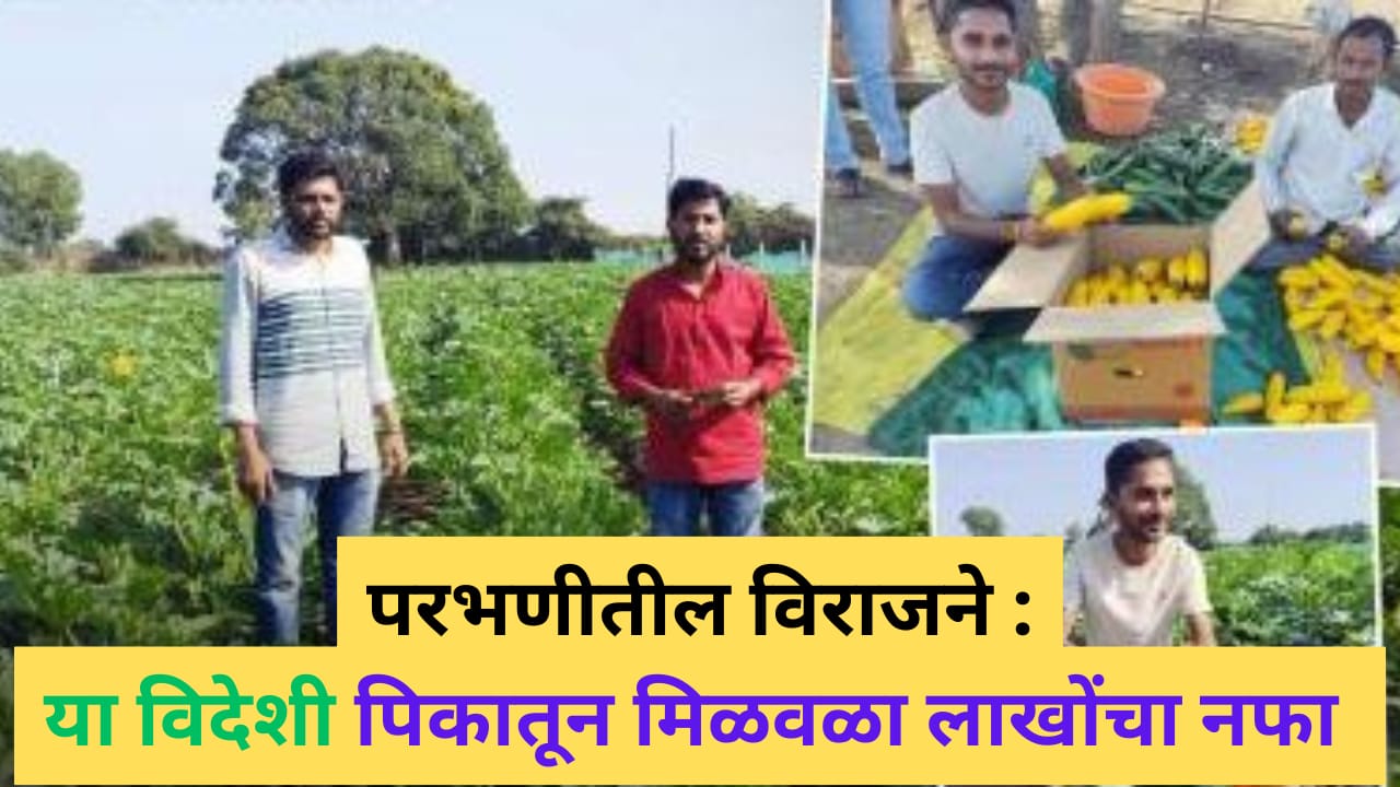 परभणीतील विराजने: या विदेशी पिकातून मिळवला लाखोंचा नफा