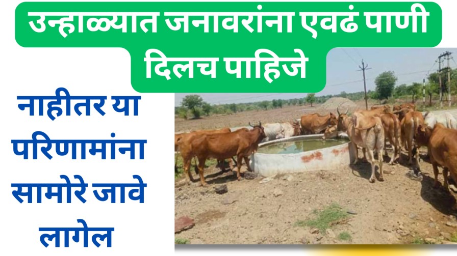 उन्हाळ्यात जनावरांना किती पाणी द्यावे लागते? माहितेय का तुम्हाला 