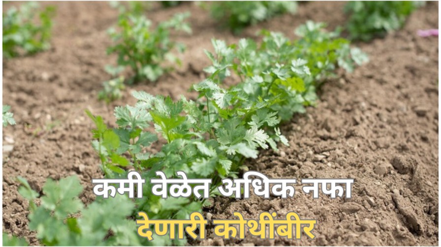 🌿 1. कोथिंबीर लागवड म्हणजे काय?