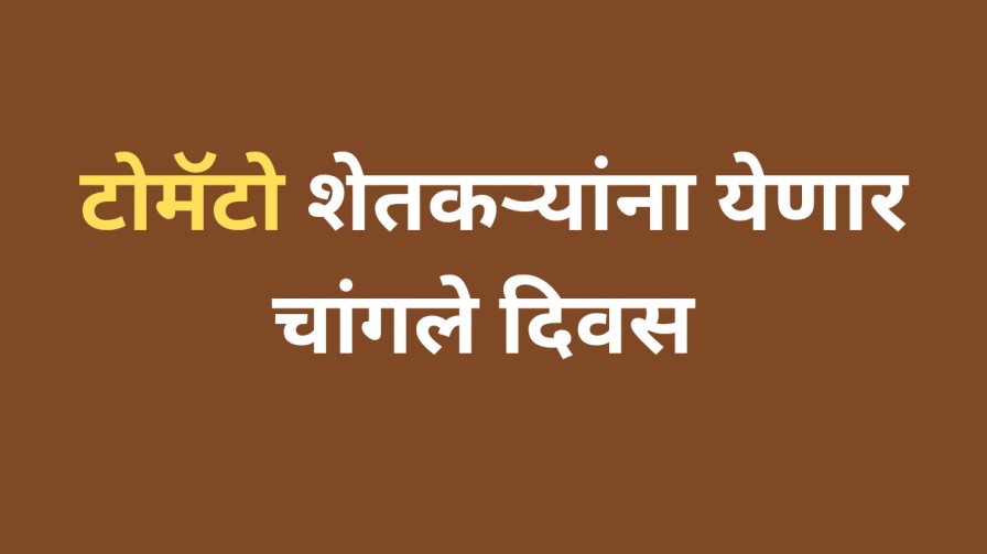 आजचा टोमॅटो बाजारभाव: