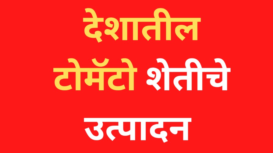 देशातील टोमॅटो शेतीची उत्पादन
