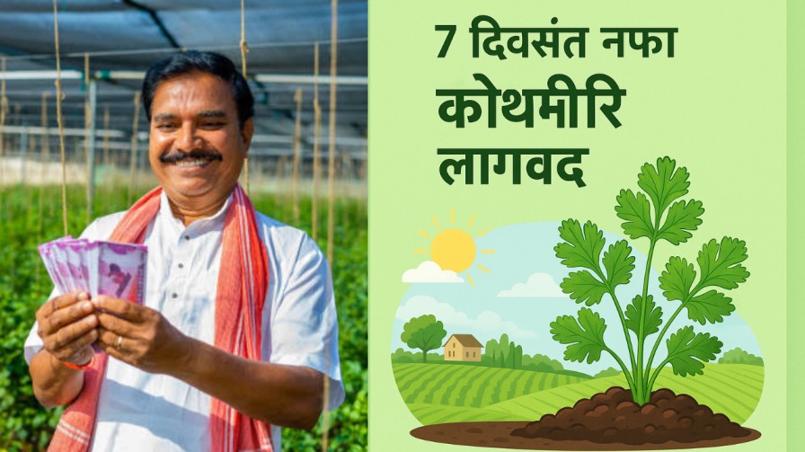 7 दिवसांत नफा देणारी कोथिंबीर लागवड मार्गदर्शन